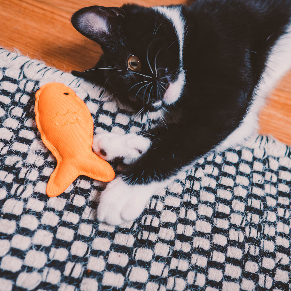 Cat Nip Toy - Starfish (6632763097249)