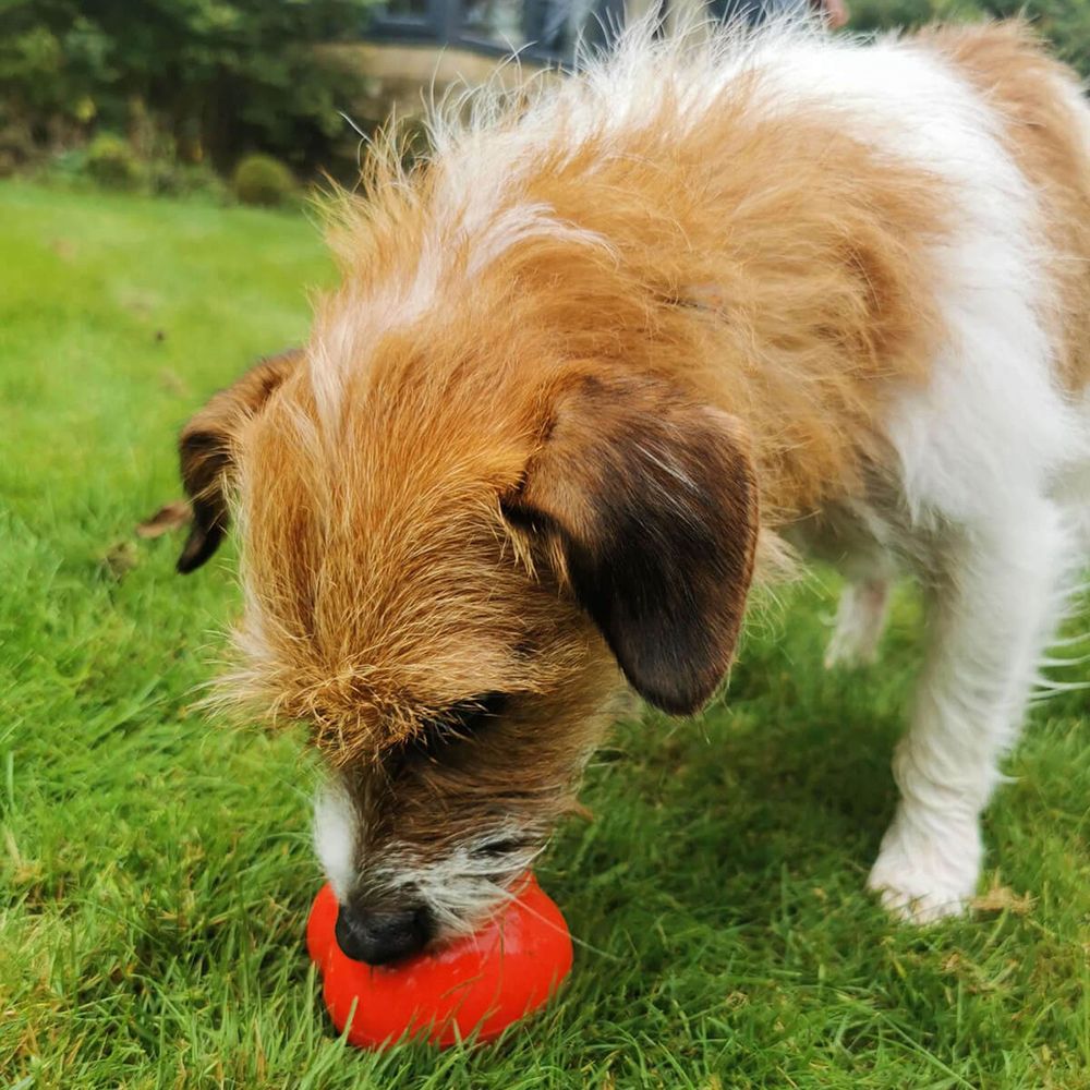 Frogg Fetch Red Chew Treat Dog Toy (7568485351666)