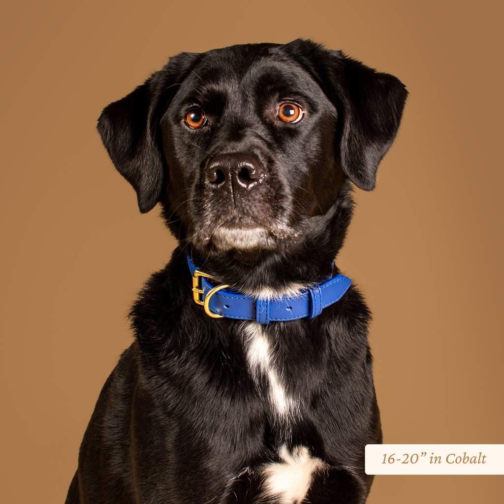 Signature Leather Dog & Cat Collar - Cobalt (6743260004513)