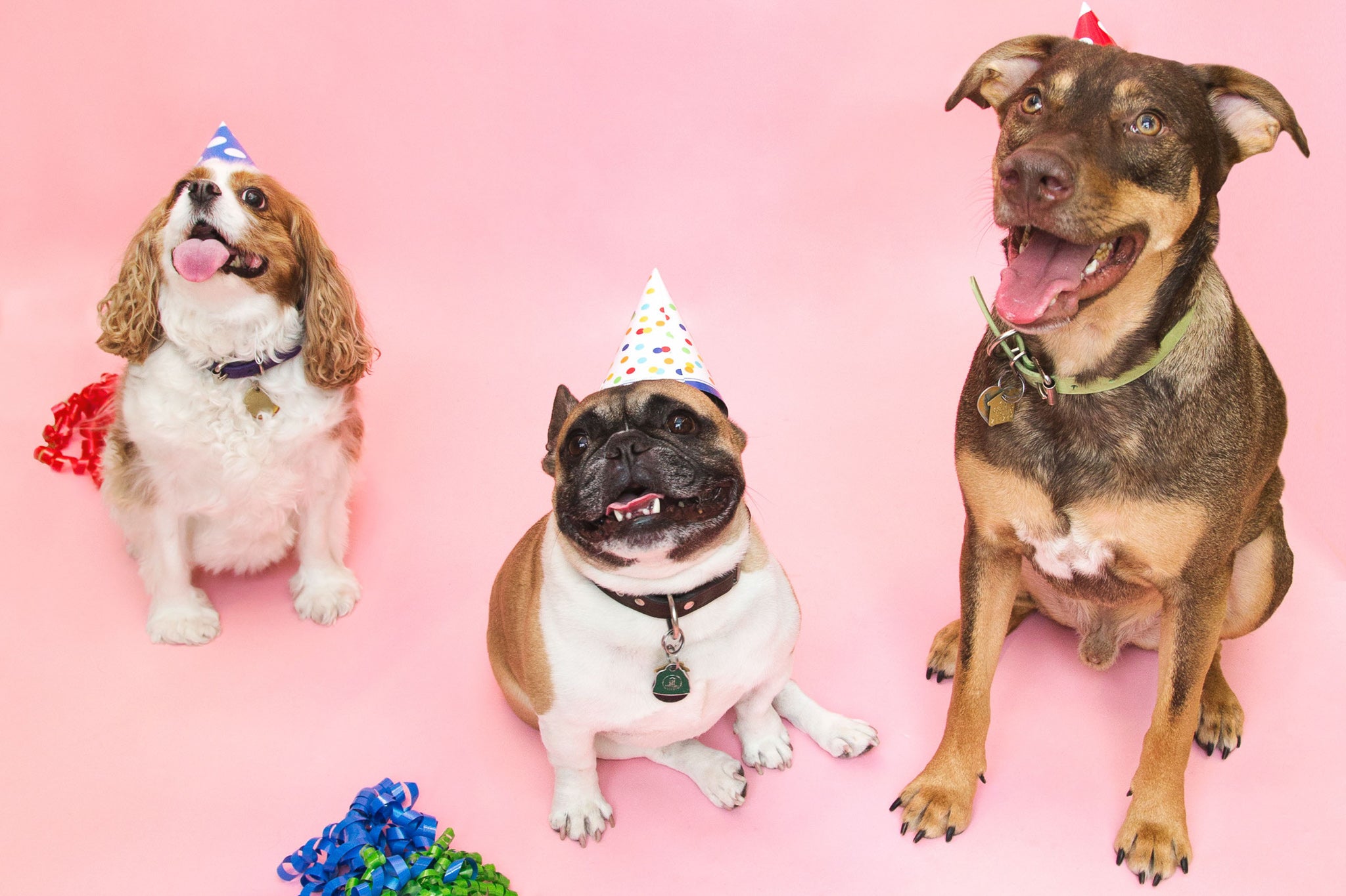 How to celebrate your Dog's Birthday in style with Happy Town Pets