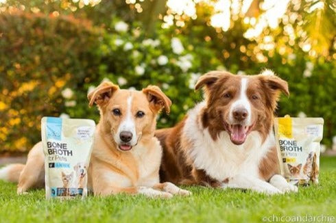Benefits Of Bone Broth For Dogs or Cats By Samantha Beard