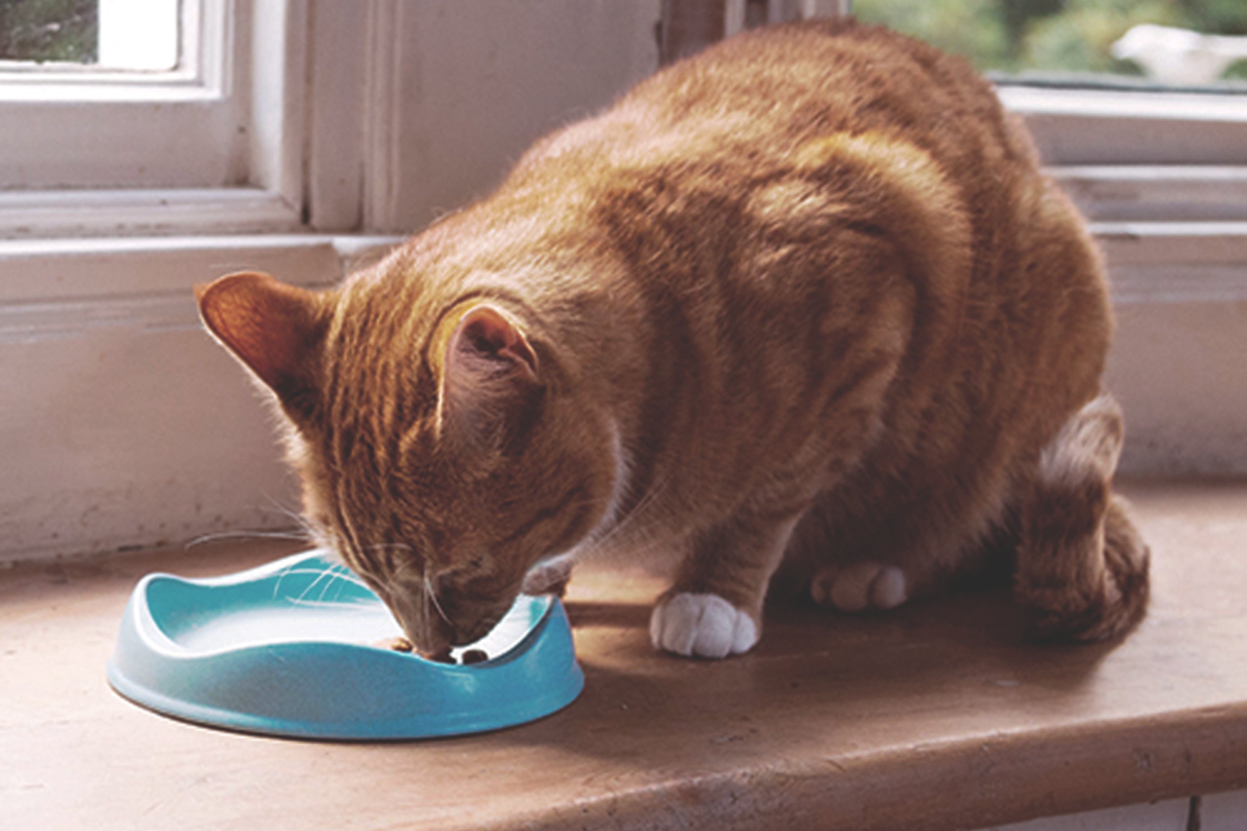 Best Cat Food Brands in Singapore for a Healthy Happy Cat
