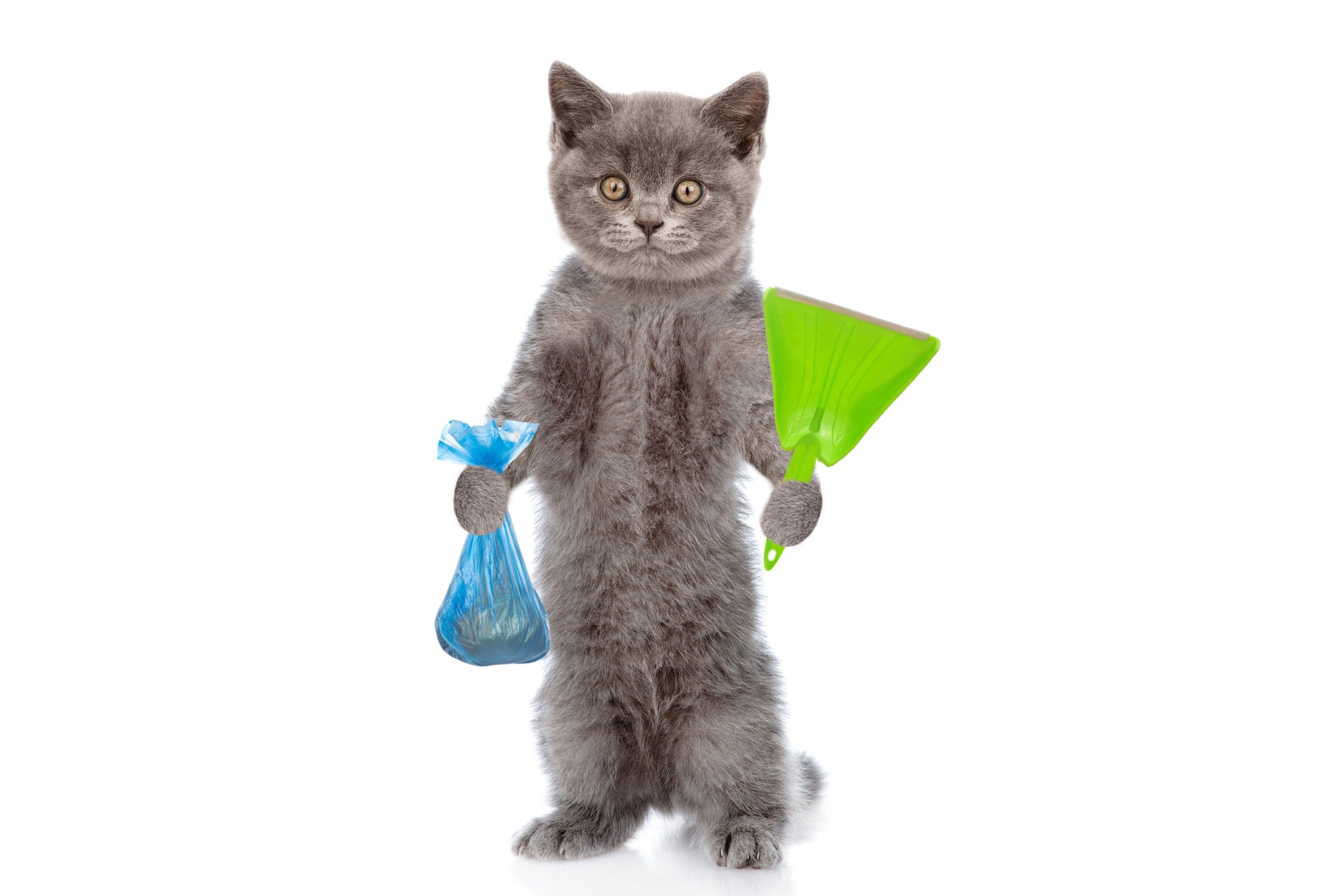 Hidden Dangers of Cat Litter