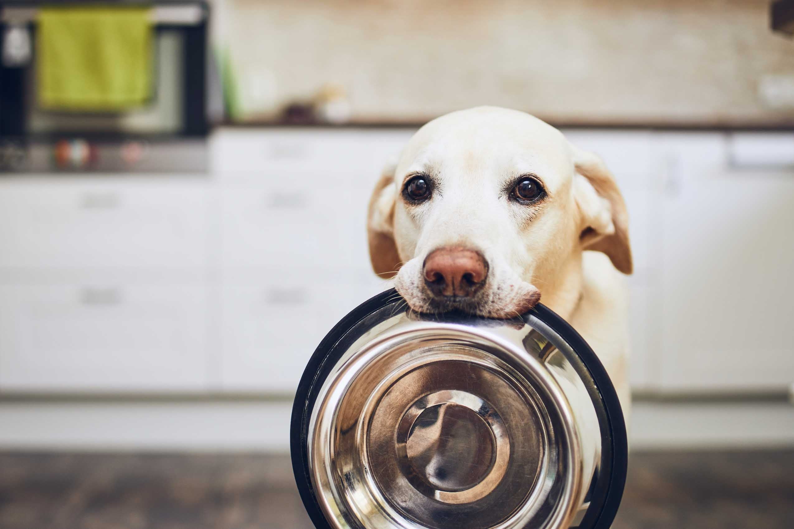 Dog Bowls & Slow Feeding Bowls