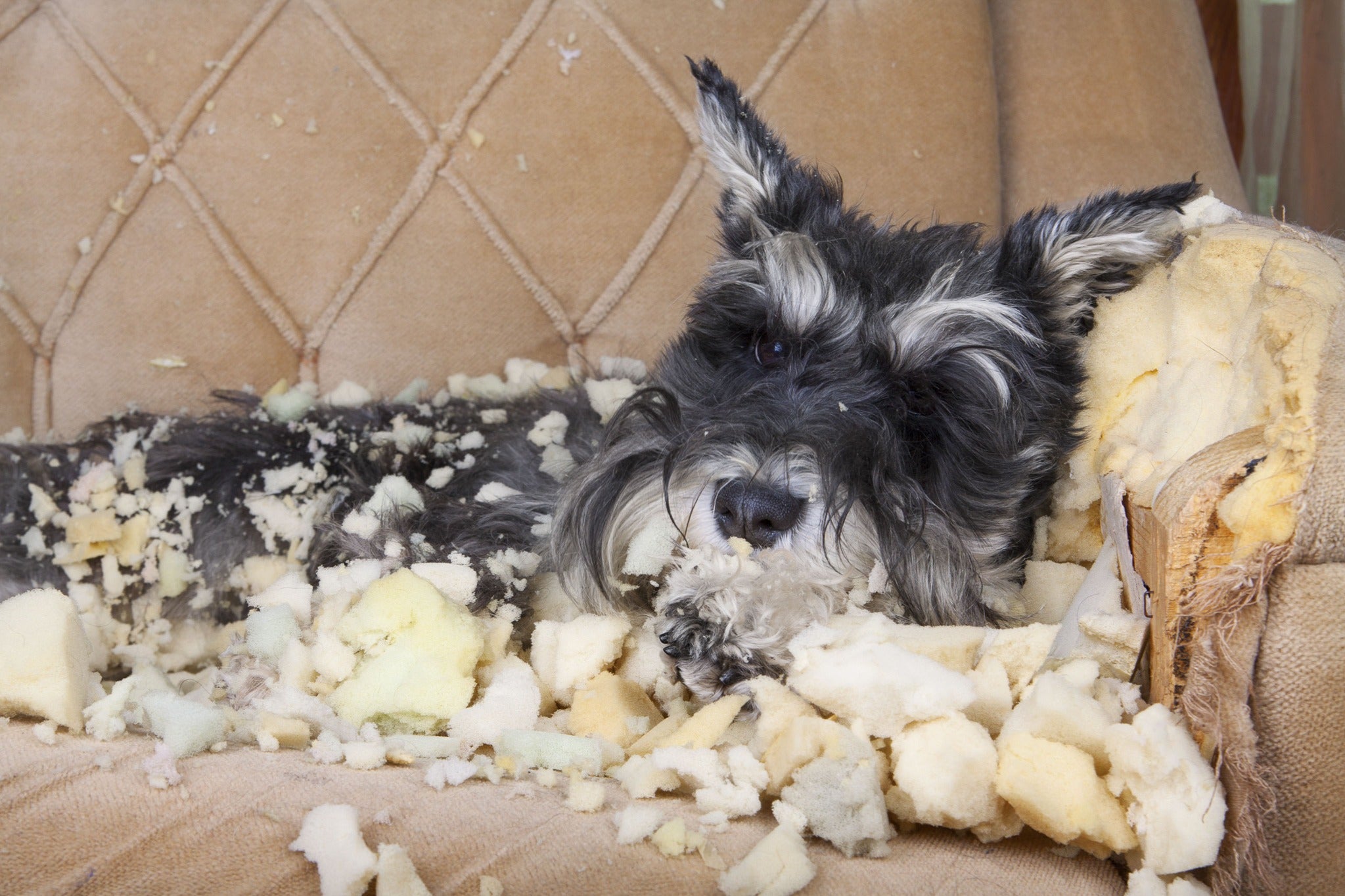 Tips to prevent bad chewing habits form your puppy