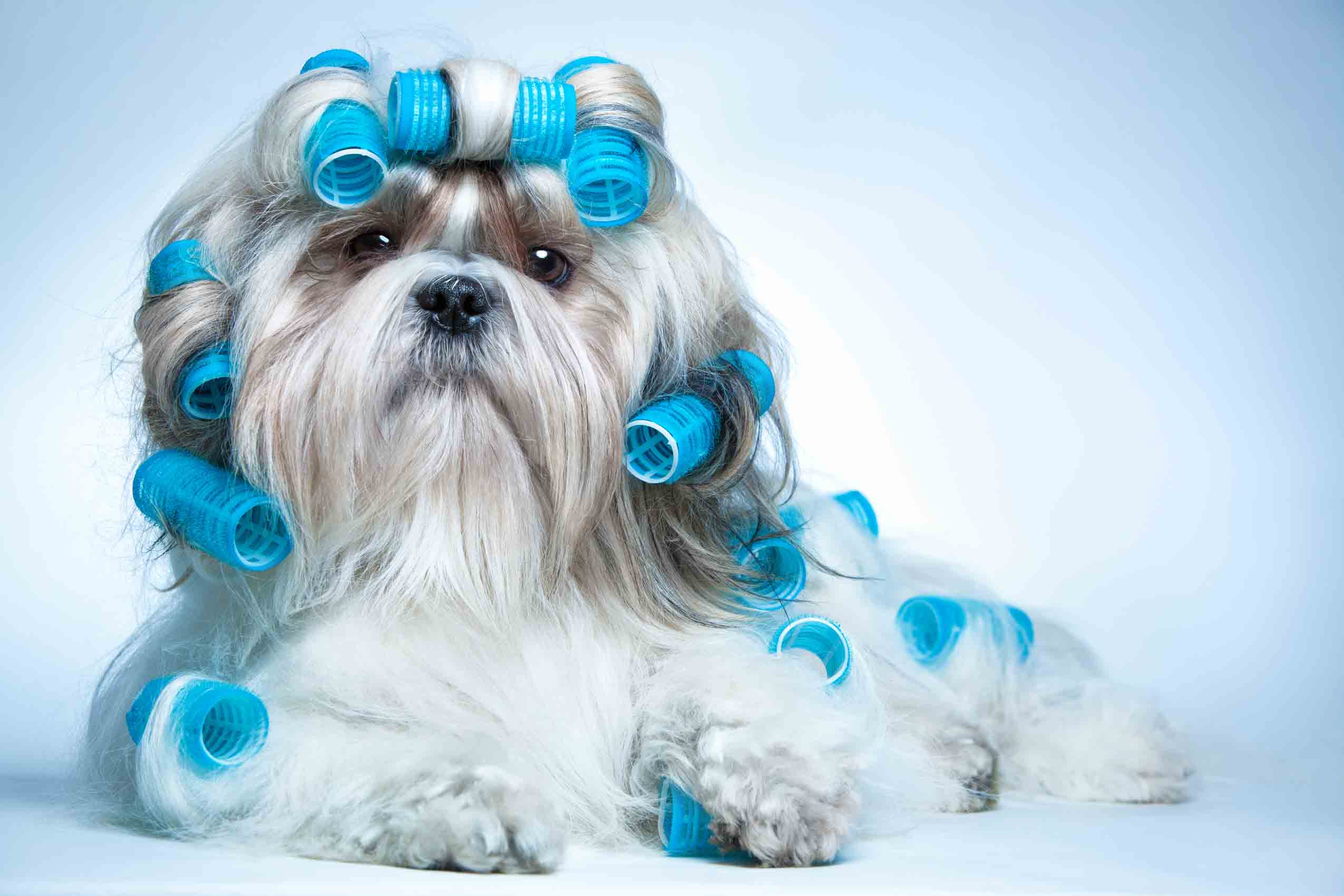 Grooming Tips For Your Dog