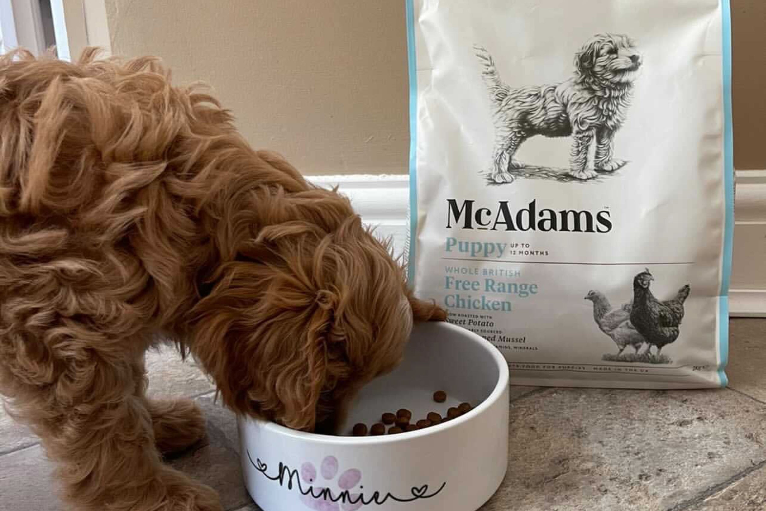 The Best Dog Food in Singapore for a Healthy and Happy Dog