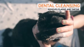Dogslife Dental Cleaning Wipes