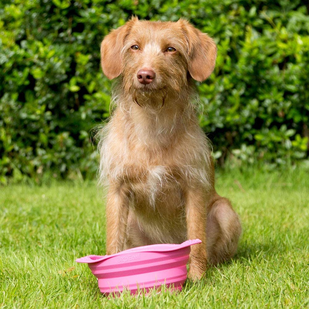 Collapsible Travel Pet Bowl (6631770914977)