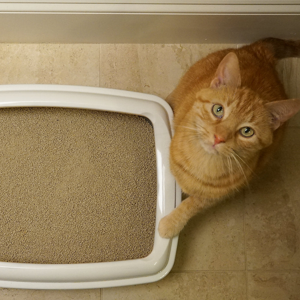 Worlds Best Cat Litter Picky Cat Cat Litter Ecofriendly