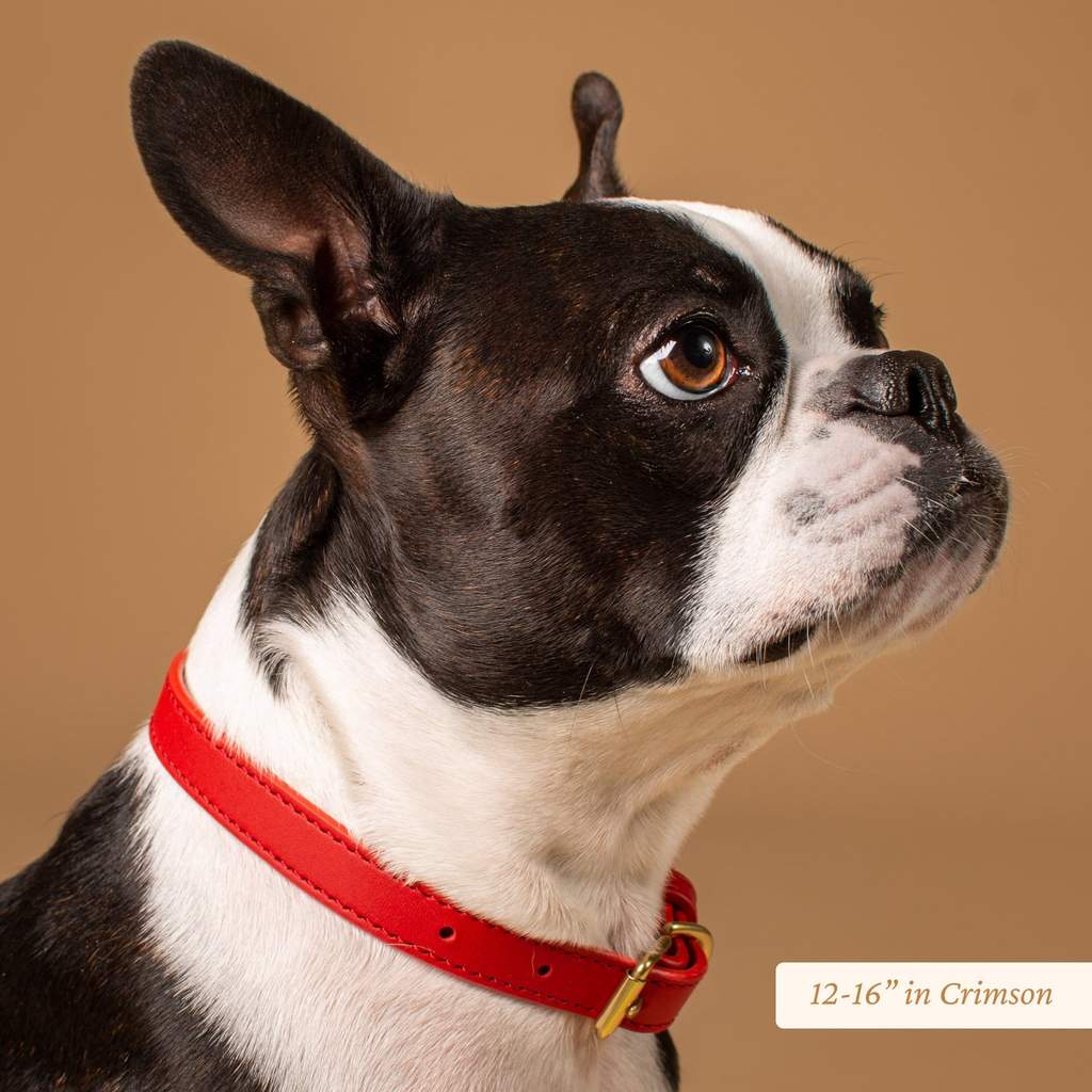 Signature Leather Dog & Cat Collar - Crimson (6776123195553)